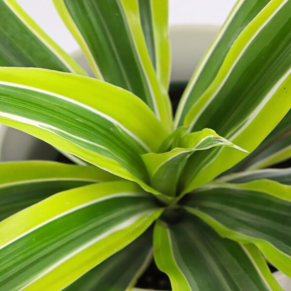 Dracaena 'Lemon Lime' pattern