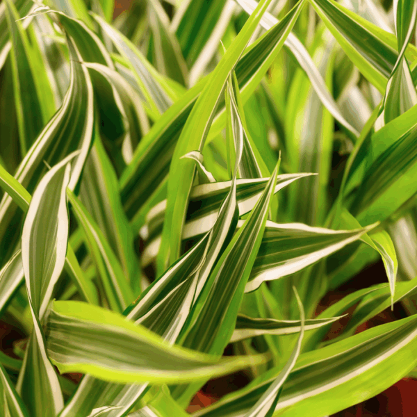Dracaena Lemon Surprise - Image 2