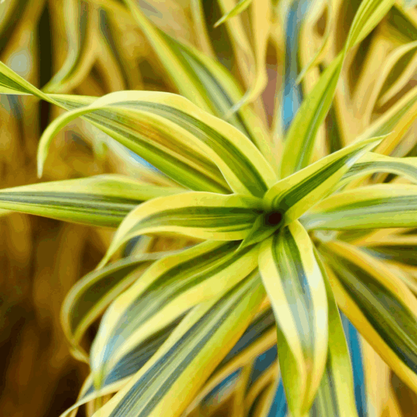 Dracaena Lemon Surprise - Image 3