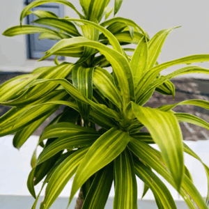 Dracaena Lemon Surprise