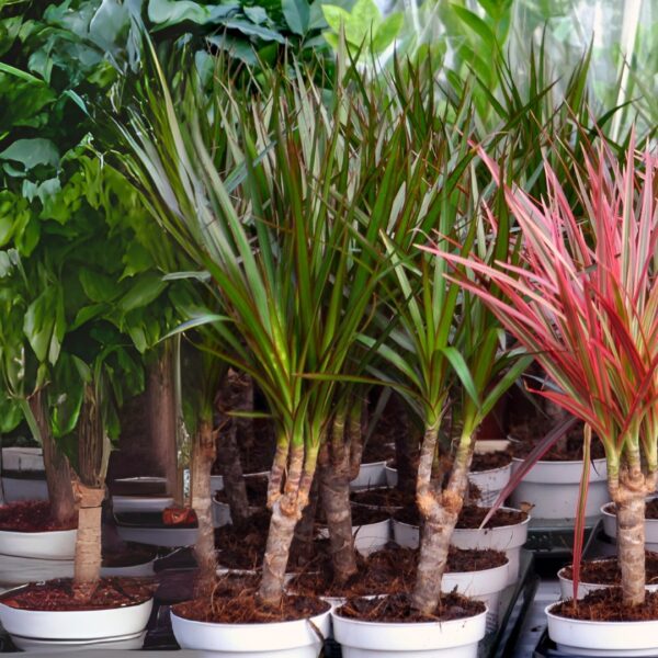 young Dracaena Magenta