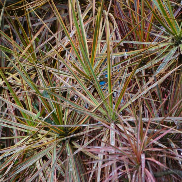 Dracaena Magenta foliage