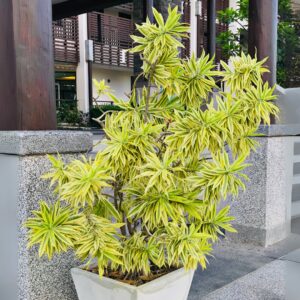Dracaena Song Of India