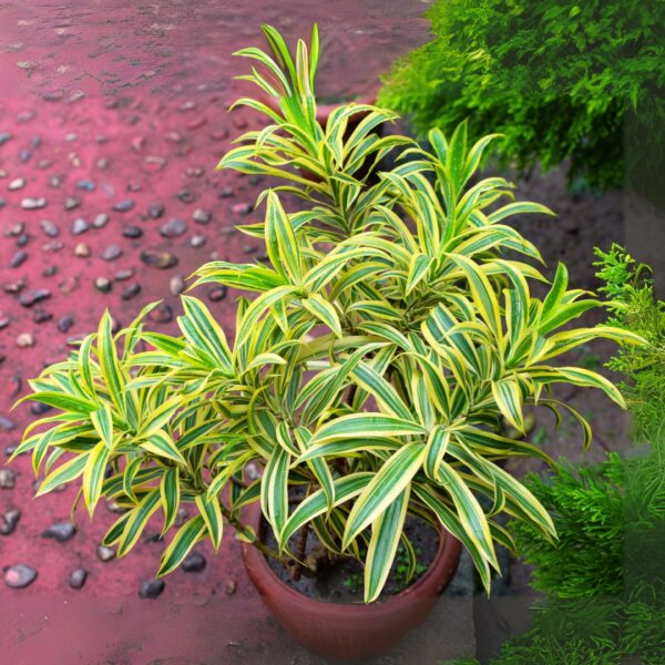 Dracaena 'Song Of India' potted