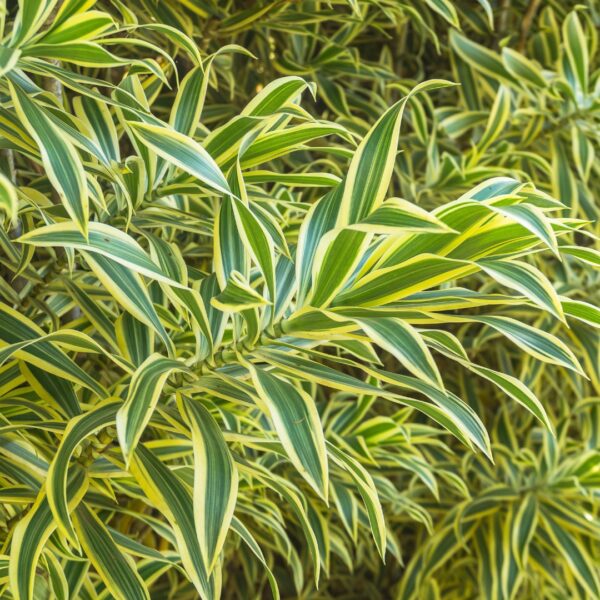 Dracaena 'Song Of India' up close