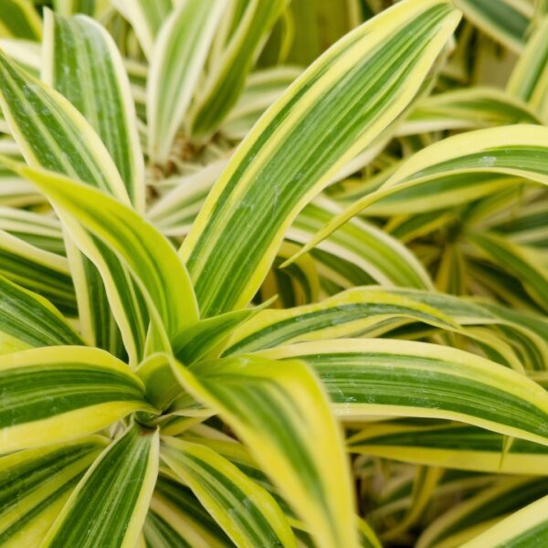 Dracaena 'Song Of India' leaf pattern