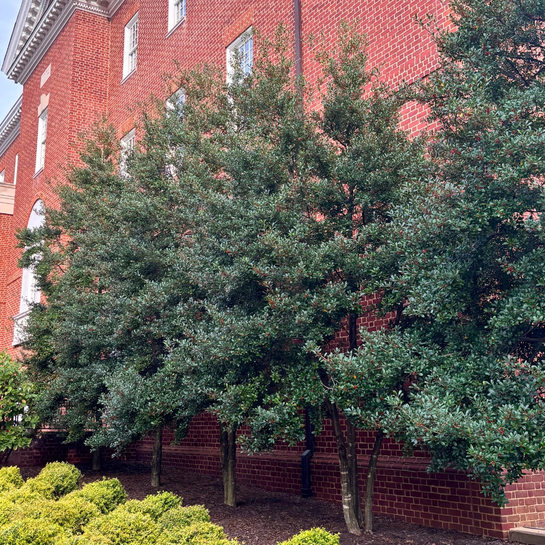 line of Dragon Lady Holly trees