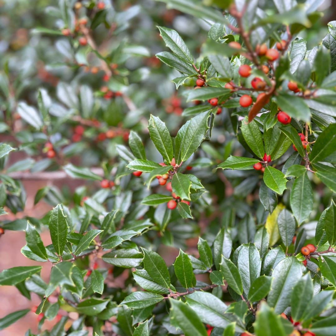 Dragon Lady Holly leaves