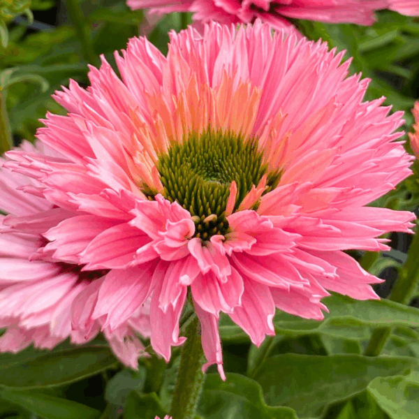 Echinacea Sunseekers Salmon - Image 2