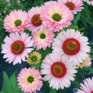 Echinacea Sunseekers Salmon