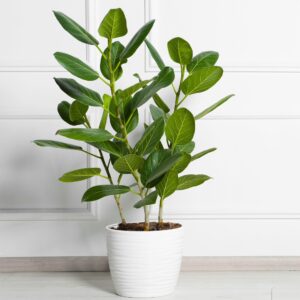 Ficus Audrey