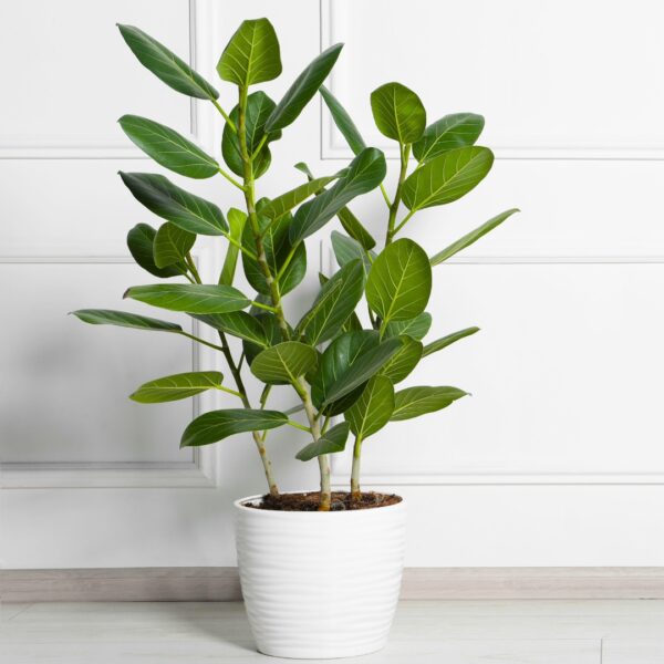 Ficus Audrey in a white pot