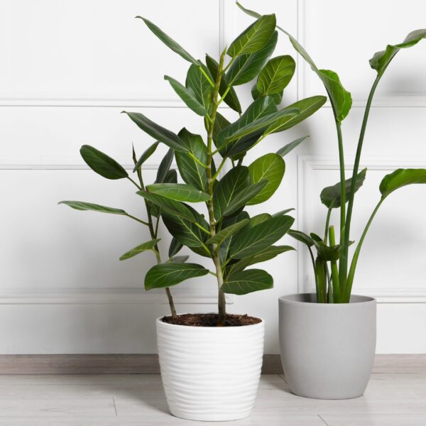 Ficus Audrey with other plants