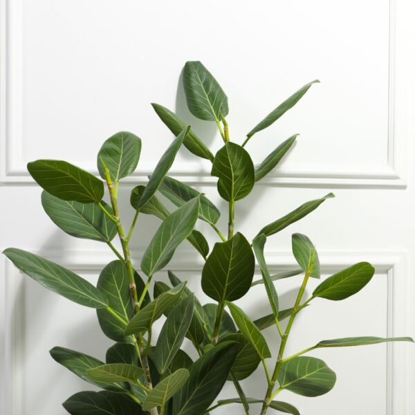 Ficus Audrey foliage