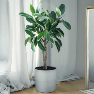 Ficus Audrey Tree