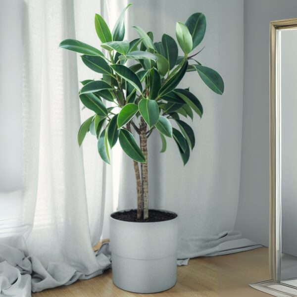 Ficus Audrey Tree