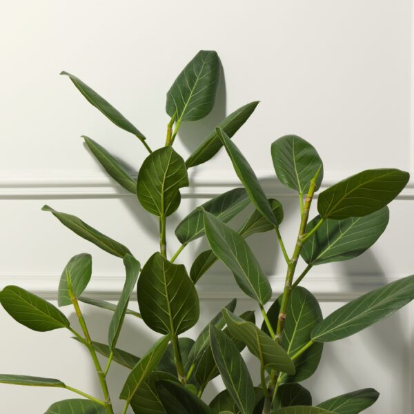 Ficus Audrey Tree foliage