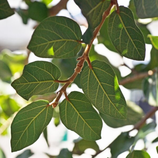 Ficus Audrey Tree leaves