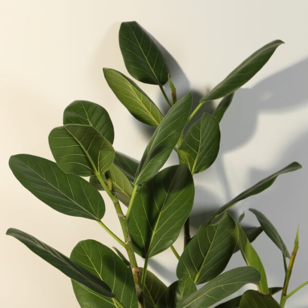 Ficus Audrey Tree group of leaves