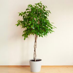Ficus Benjamina