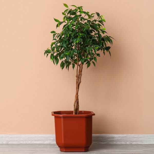 Ficus Benjamina braided in a red pot