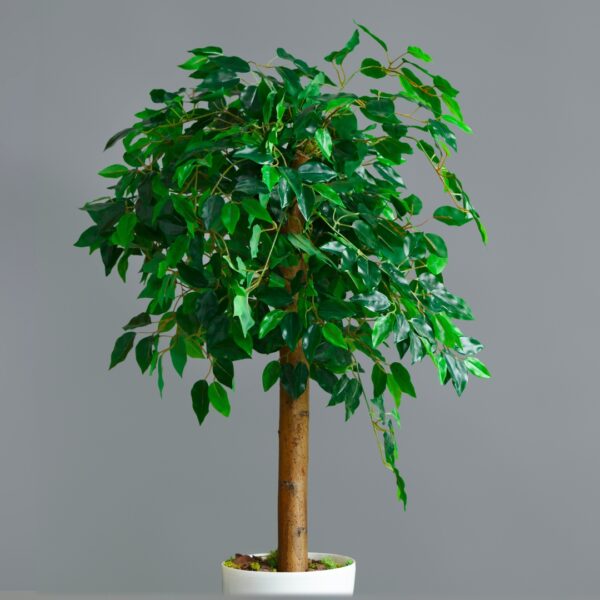 Ficus Benjamina standard