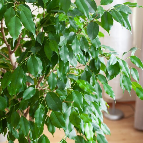 Ficus Benjamina foliage
