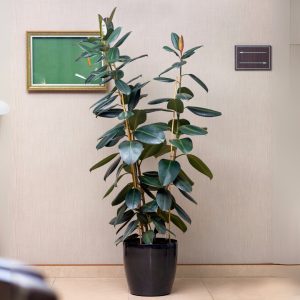 Ficus Elastica Burgundy