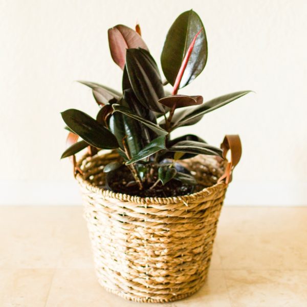 young Ficus Burgundy