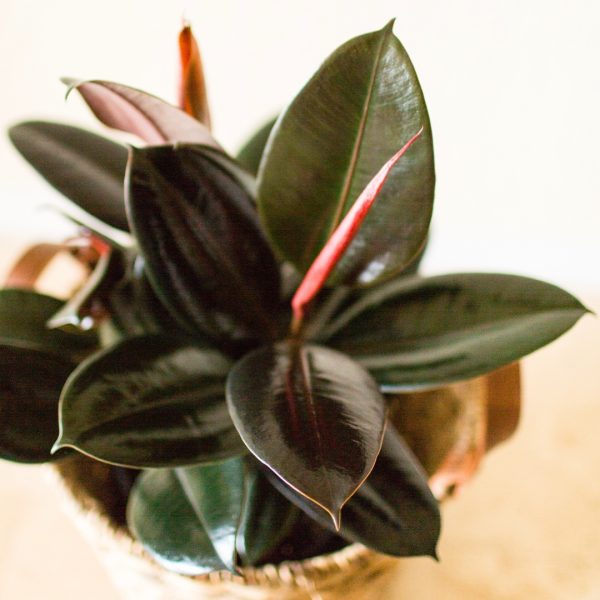 Ficus Burgundy top view