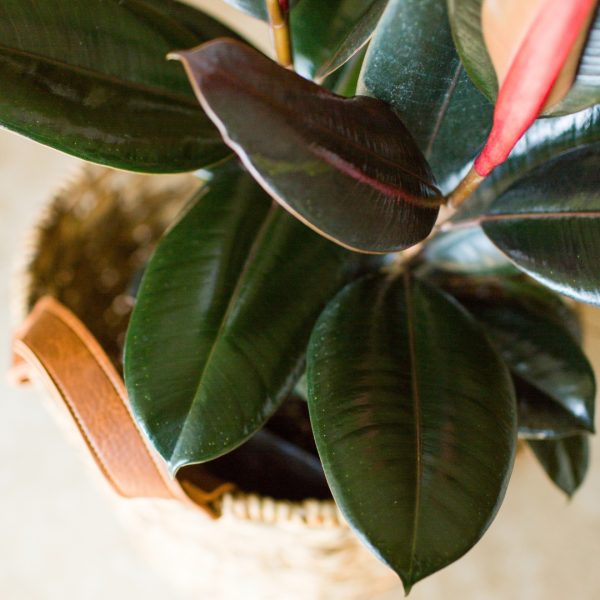 Ficus Burgundy leaf