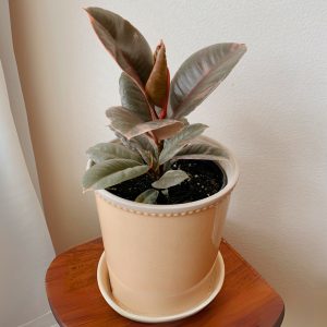 Ficus Elastica Ruby