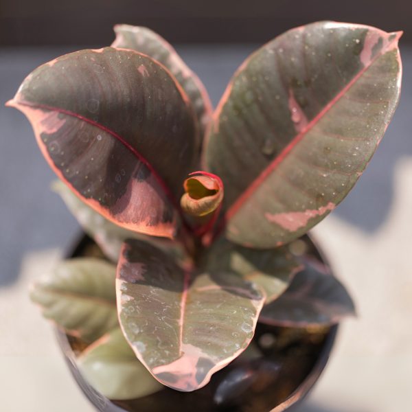 Ficus Ruby top view