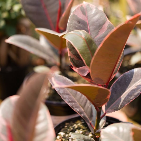 small Ficus Ruby