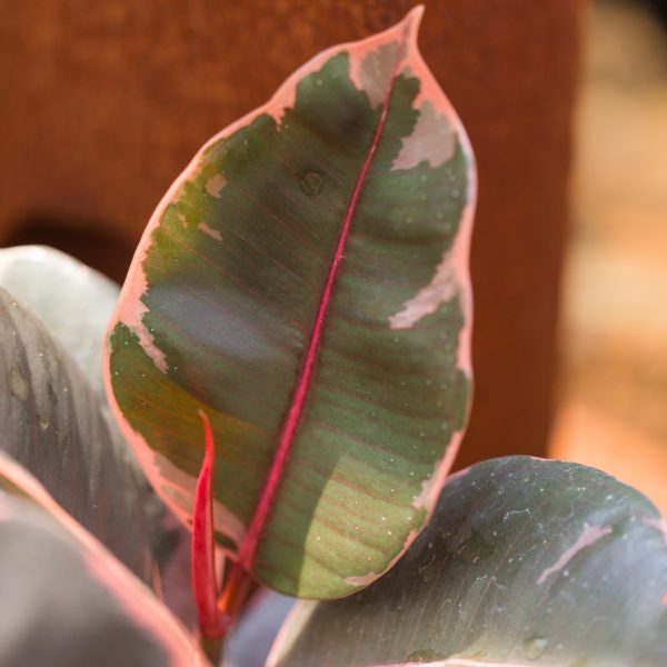 Ficus Ruby leaf