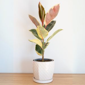 Ficus Elastica Tineke