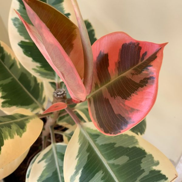 Ficus Tineke leaves