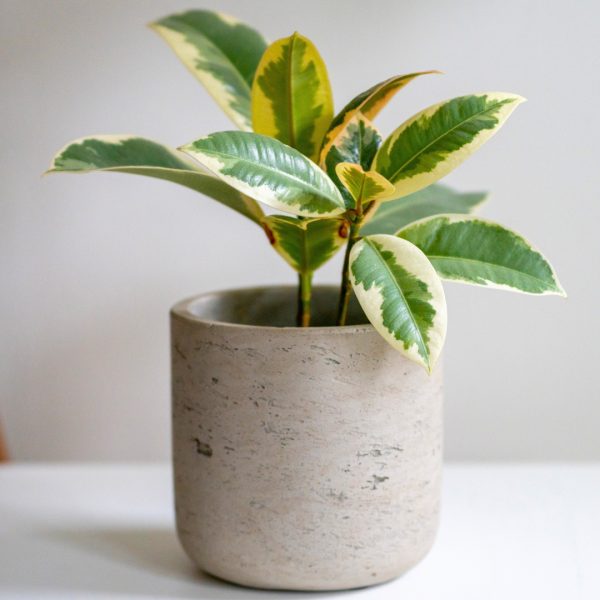 small Ficus Tineke