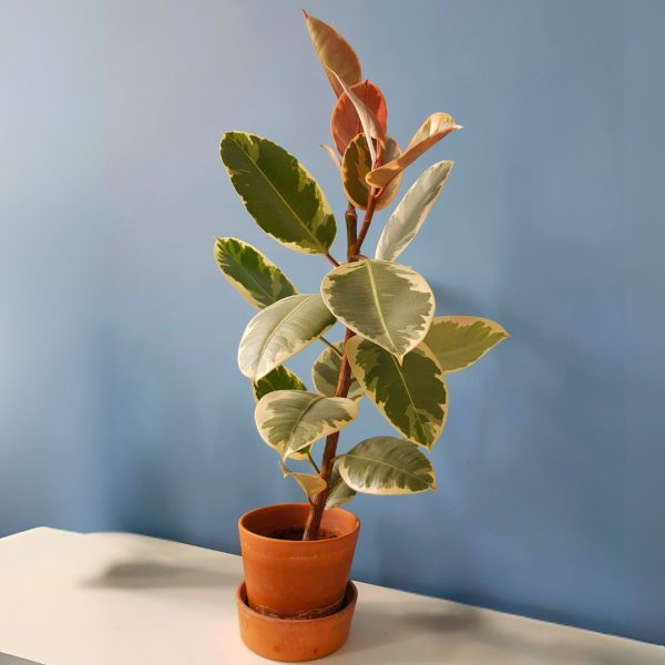 Ficus Tineke in a terra cotta pot