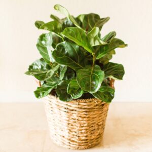 Fiddle Leaf Fig Bush