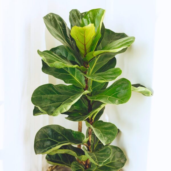 Fiddle Leaf Fig Bush mature foliage