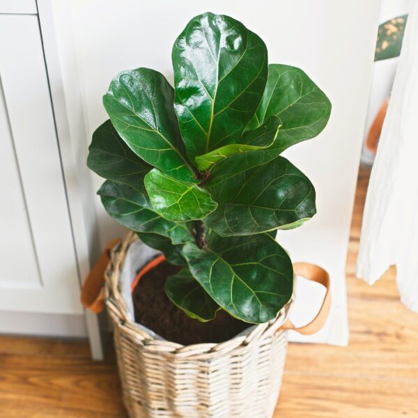 Fiddle Leaf Fig Bush top view