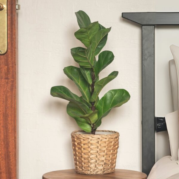 Fiddle Leaf Fig Bush in a basket