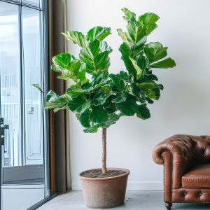 Fiddle Leaf Fig Tree