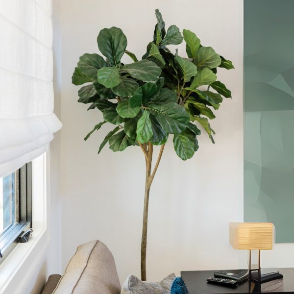 Ficus Lyrata Tree