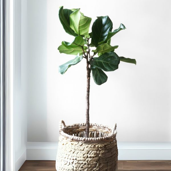 Fiddle Leaf Fig in a basket