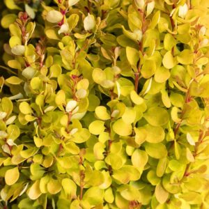 Golden Rocket Barberry
