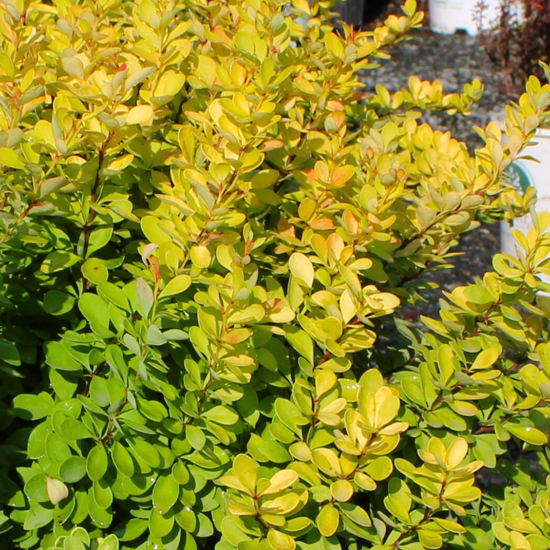 Golden Rocket Barberry foliage