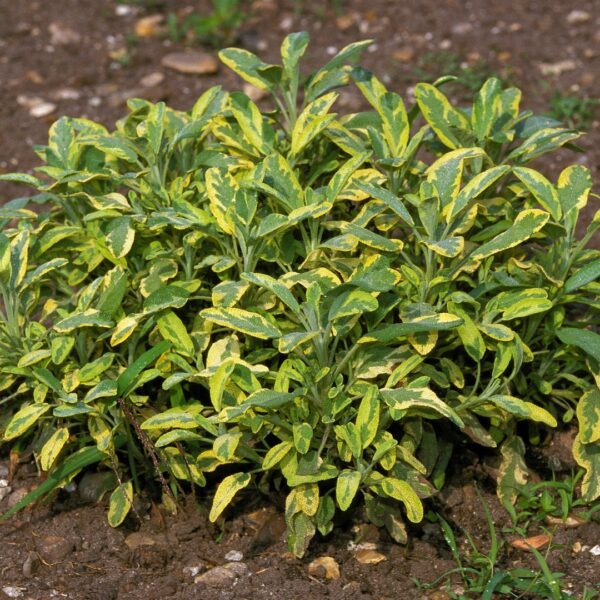 Golden Sage in a garden