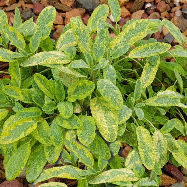 Golden Sage planted